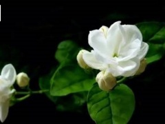 喝什么茶可以美白皮肤？